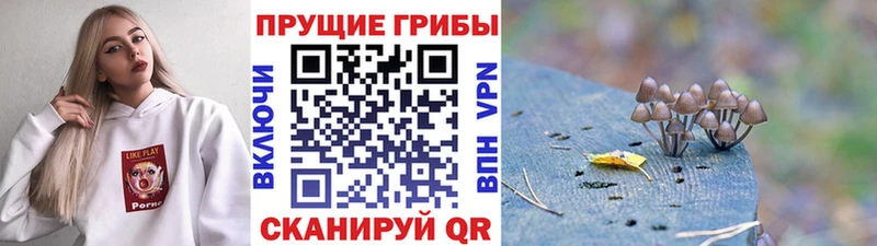 купить сайты Мураши Псилоцибиновые грибы MAGIC MUSHROOMS